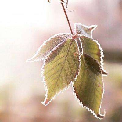 上海麻将手机app下载